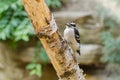 Downy Woodpecker