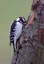 Downy Woodpecker