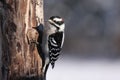 Downy Woodpecker Royalty Free Stock Photo