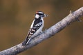 Downy Woodpecker