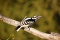 Downy Woodpecker