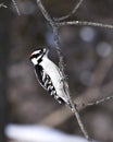 Downy Woodpecker