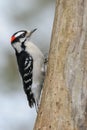 Downy Woodpecker Royalty Free Stock Photo