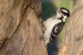 Downy woodpecker Royalty Free Stock Photo