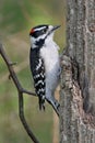 Downy Woodpecker Royalty Free Stock Photo