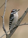 Downy Woodpecker Royalty Free Stock Photo
