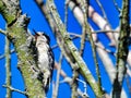 Downy Woodpecker Bird with Open Beak Scales a Tree Branch Royalty Free Stock Photo