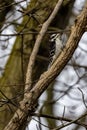 Downy woodpecker bird perched on a tree branch Royalty Free Stock Photo