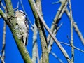 Downy Woodpecker Bird Scales a Tree Branch Surrounded by Other Bare Tree Branches Royalty Free Stock Photo