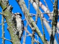 Downy Woodpecker Bird Scales a Tree Branch Surrounded by Other Bare Tree Branches Royalty Free Stock Photo