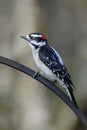 Downy woodpecker bird Royalty Free Stock Photo