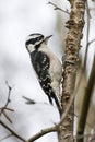 Downy woodpecker bird Royalty Free Stock Photo