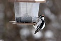 Downy Woodpecker