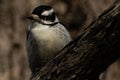 Downy woodpecker on a branch Royalty Free Stock Photo