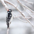 Downy woodpecker clinging to a branch