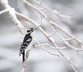 Downy woodpecker clinging to a branch Royalty Free Stock Photo