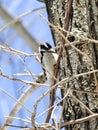 Downy Woodpecker Clinging to a Branch Foraging for Food Royalty Free Stock Photo