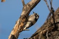 Downy woodpecker clinging to a tree branch on a sunny day in Boulder, Colorado Royalty Free Stock Photo