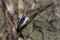 Downy woodpecker clinging to a tree. Royalty Free Stock Photo