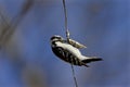 Downy Woodpecker at Cocoon 803597