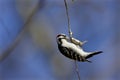 Downy Woodpecker at Cocoon 803603