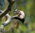 Downy Woodpecker doing a muscle up on a tree branch Royalty Free Stock Photo