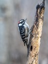 Downy woodpecker,Dryobates pubescens Royalty Free Stock Photo