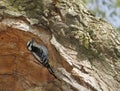 Downy woodpecker, Dryobates pubescens, searching insects inside tree. Royalty Free Stock Photo