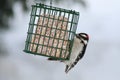 Downy Woodpecker Eating Suet Cake Royalty Free Stock Photo