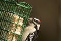Downy Woodpecker On Feeder 803667