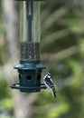 Downy Woodpecker at Feeder