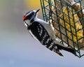 Downy woodpecker feeding Royalty Free Stock Photo