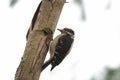 Downy Woodpecker feeding in forest