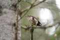 Downy Woodpecker feeding in forest