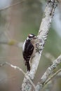 Downy Woodpecker feeding in forest
