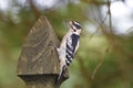 Downy Woodpecker on fence post with green trees in background black and white bird