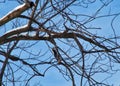 Downy woodpecker foraging for food from a barren tree in DuPage County, IL winter