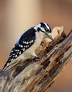 Downy Woodpecker