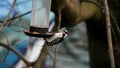 Downy woodpecker hanging on bird feeder in winter Royalty Free Stock Photo