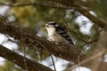 Downy woodpecker on a cedar limb Royalty Free Stock Photo