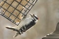 Downy woodpecker