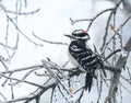 Downy Woodpecker on Icy tree Royalty Free Stock Photo