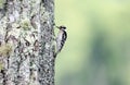 Downy Woodpecker on lichen covered Chestnut Oak, Smoky Mountains Royalty Free Stock Photo