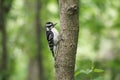 Downy woodpecker with lush green sunlit background.