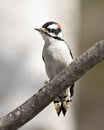 Woodpecker Photo and Image. Male perched on a branch with a blur background in its environment and habitat surrounding displaying Royalty Free Stock Photo