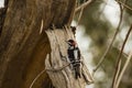 Downy Woodpecker, male Royalty Free Stock Photo