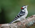 Downy Woodpecker Royalty Free Stock Photo