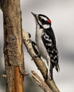 Woodpecker Photo and Image. Male on a tree branch with a blur background in its environment and habitat surrounding displaying Royalty Free Stock Photo