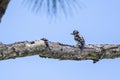 Downy Woodpecker On A Branch Royalty Free Stock Photo