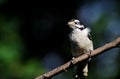 Downy Woodpecker Perched on a Branch Royalty Free Stock Photo